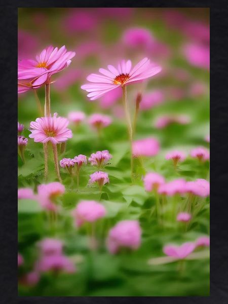Flower Art