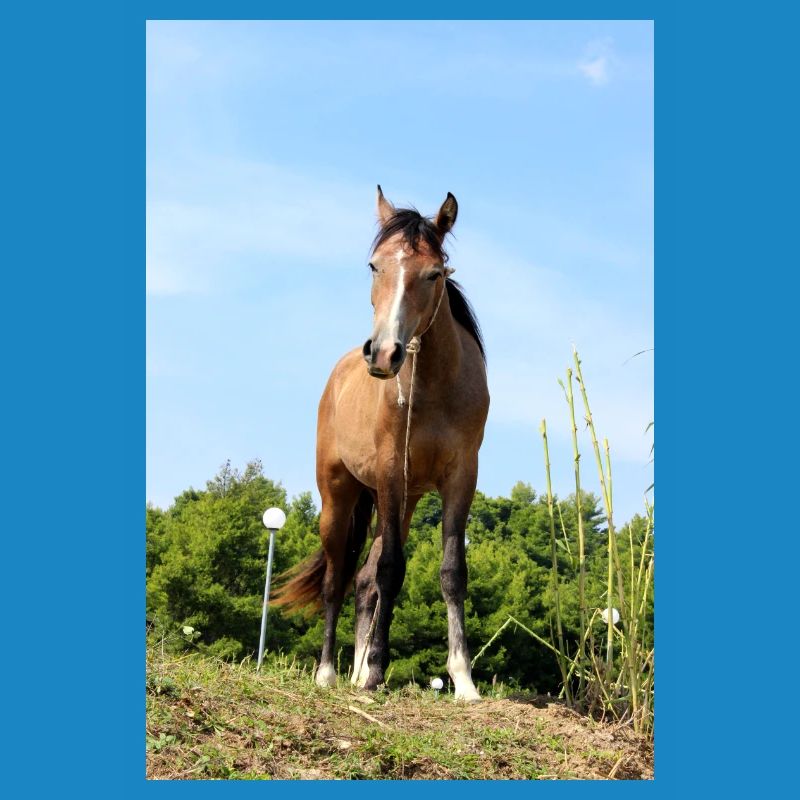 Affiche Cheval Cheval