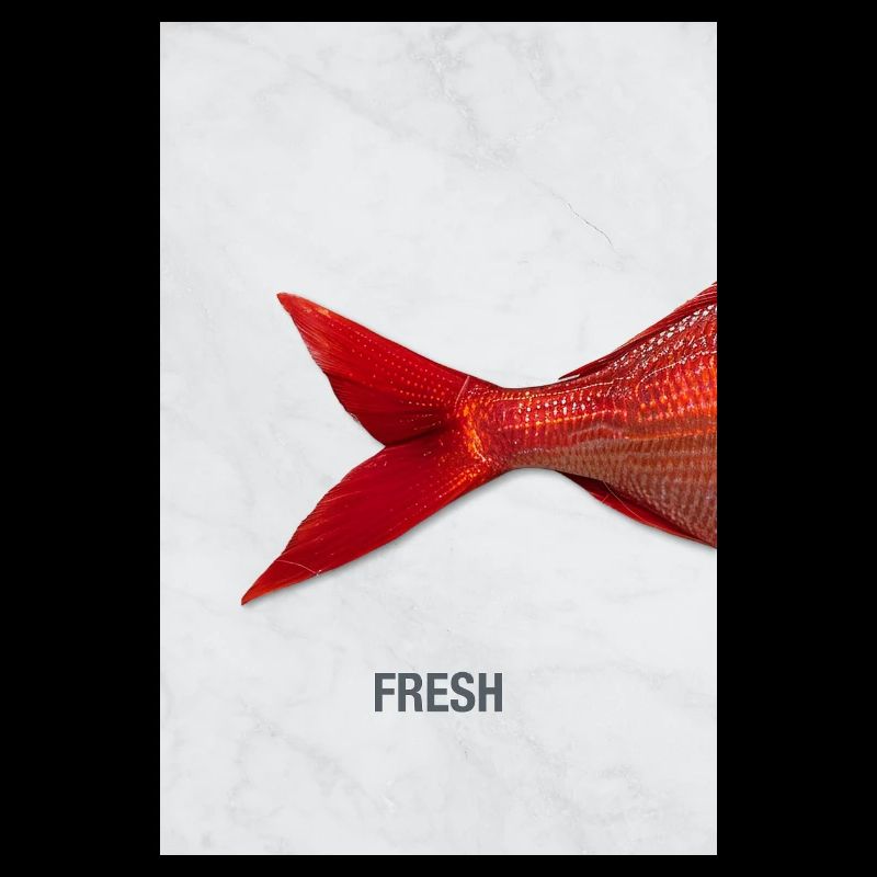 Fresh Fisch Minimal Design Modern