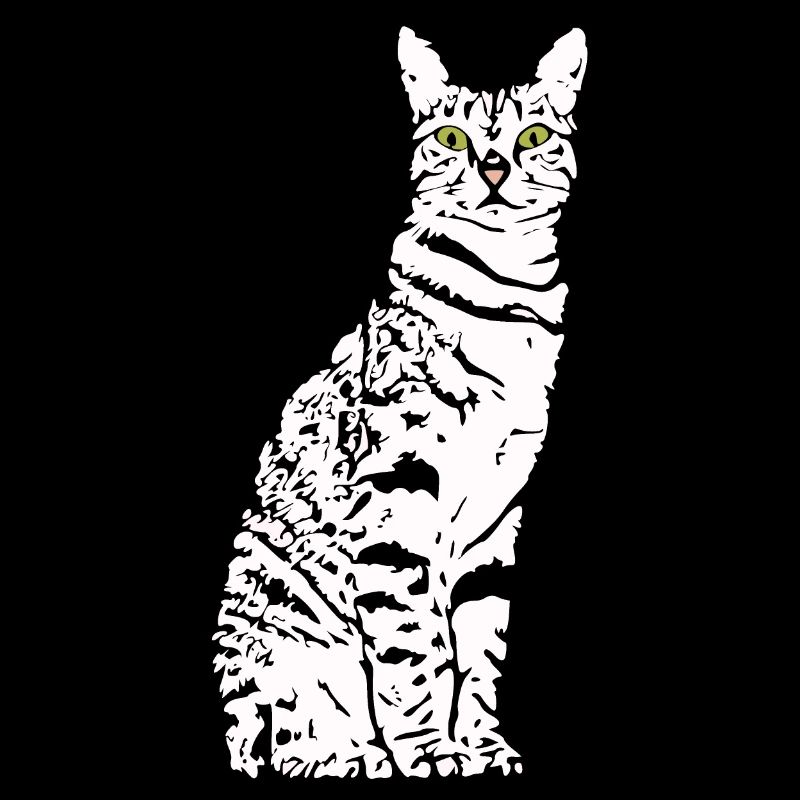 Chat Blanc Blanc Chats Chaton mignon