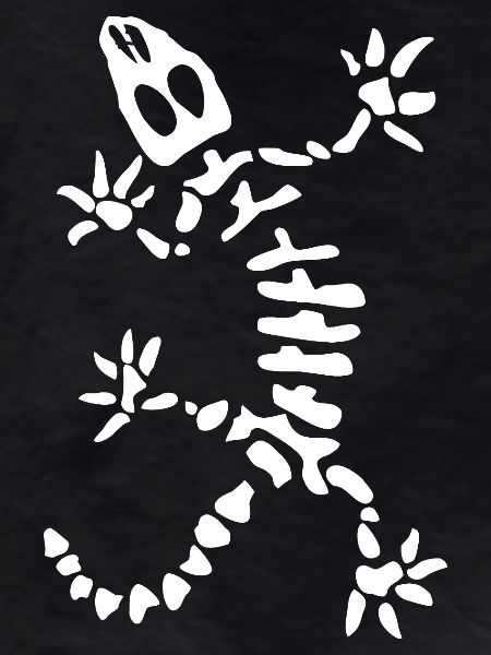 Gecko Skeleton: Lizard, Reptile & Bones