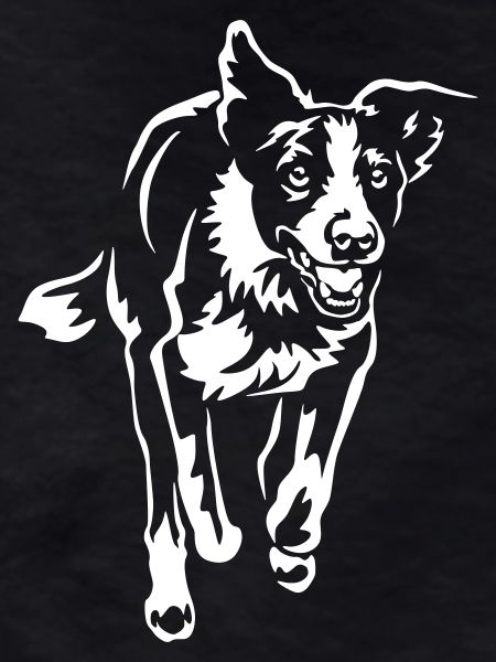 Border Collie "Black Edition"