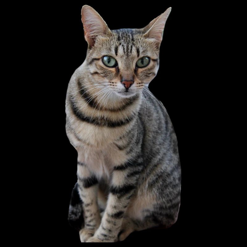 Chaton chat