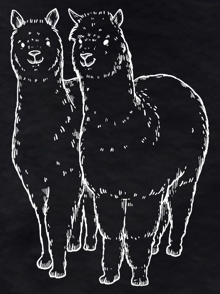 Two Alpaca Llama Lines Drawing