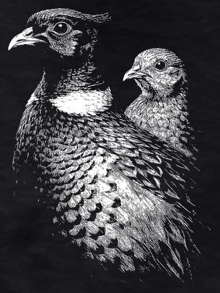 Pheasant and hen