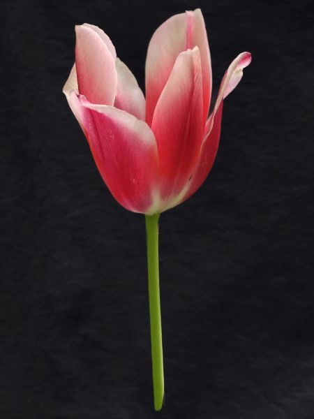 pink tulip