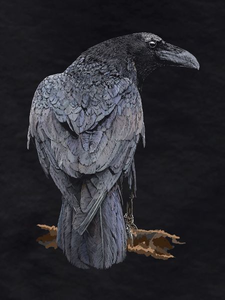Crow