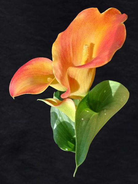 Orange Calla Blossom Magic