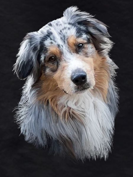 Australian Shepherd