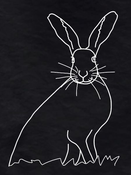 Rabbit lineart