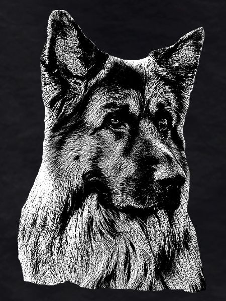 Schäferhund Deutscher Schäferhund German Shepherd