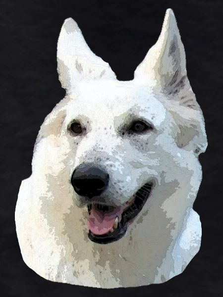 Berger Blanc