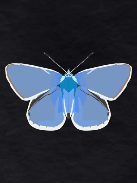 Butterflies: The common blue