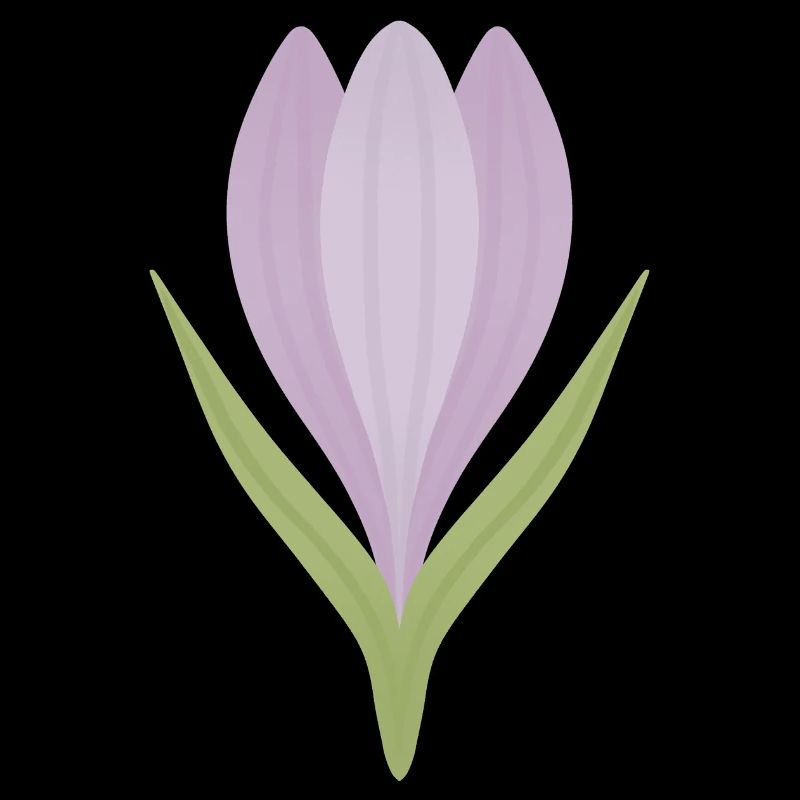 Lilac Crocus Bloom Illustration