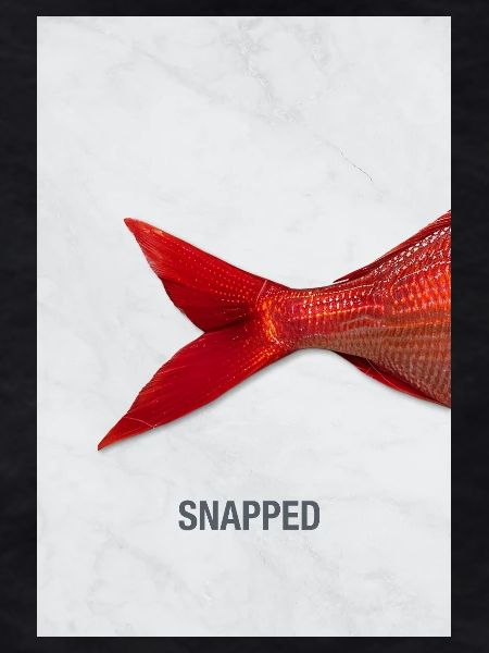 Snapped Fish Minimal Design Modern