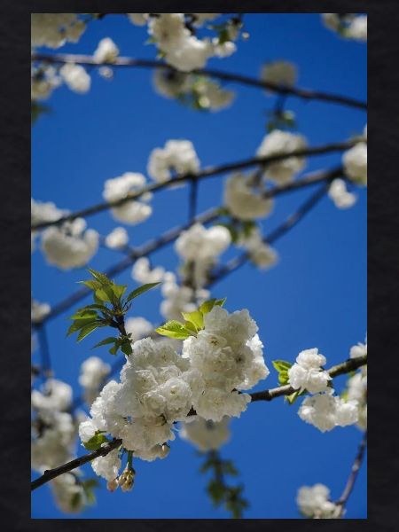 Spring Blossom on Blue Sky
