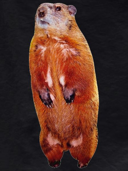 Beaver
