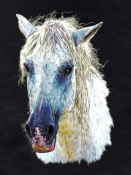 camargue horse