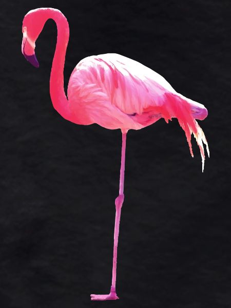 Flamant rose