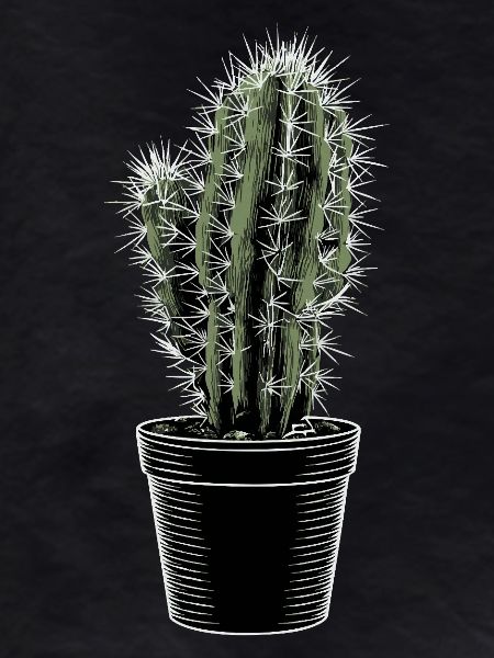 Cactus in black pot