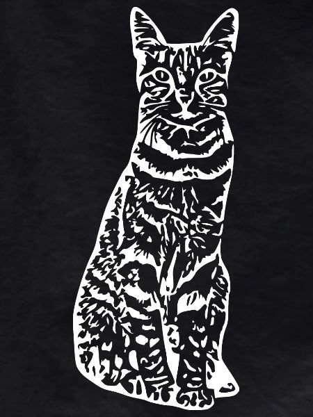 Cat cat kitten