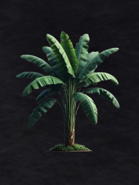 Banana palm