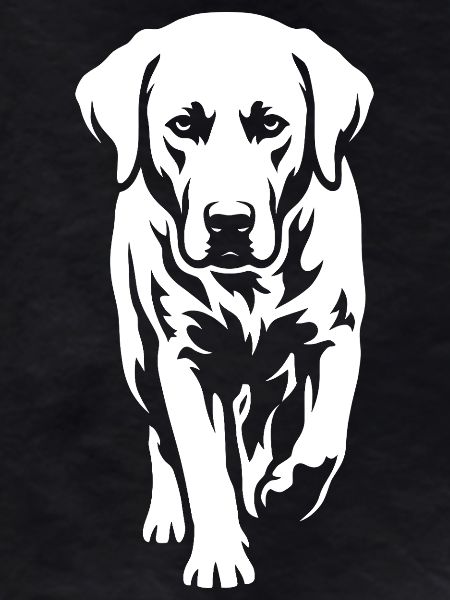 Labrador – Timeless elegance