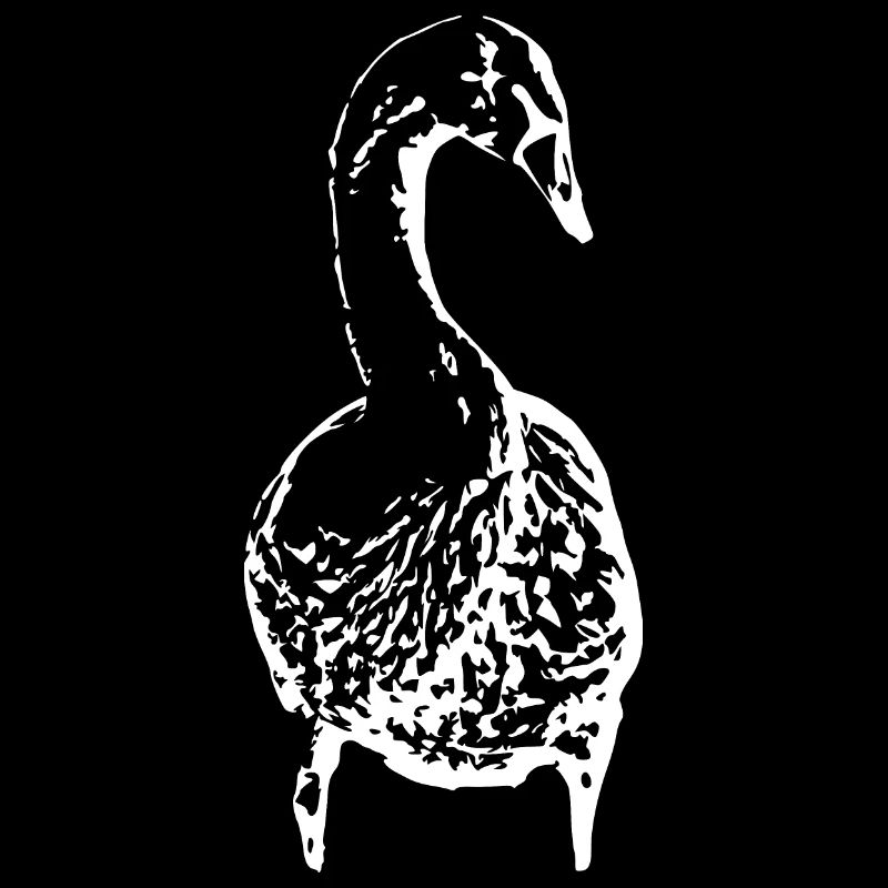 Cygne, Canard blanc, Oiseau, Oie