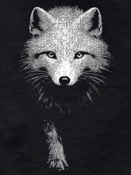 Polarfuchs