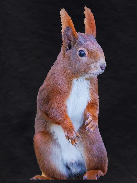 Eichhönchen