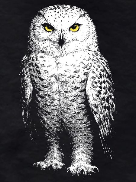 Snowy owl