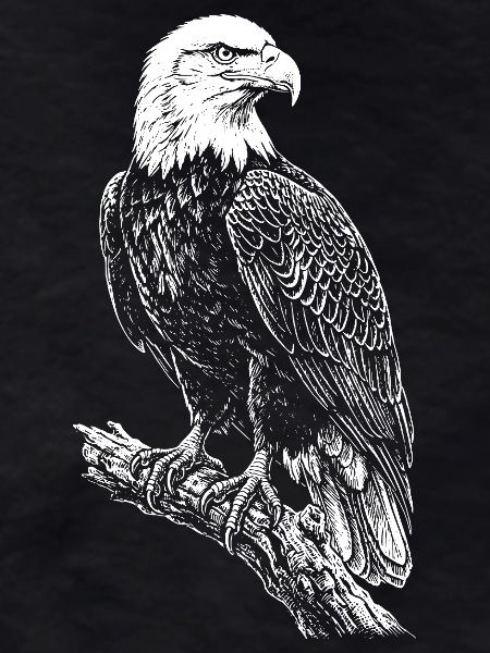 Silhouette d’aigle perché