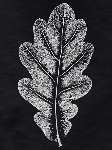Blatt EICHE / Eichenblatt WEISS