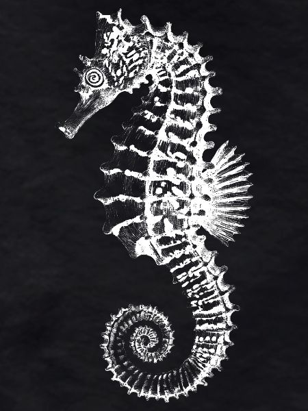 High-Contrast Seahorse Silhouette