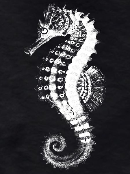 Seahorse Silhouette on Black