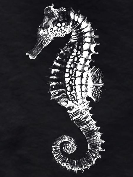 Seahorse Silhouette Black