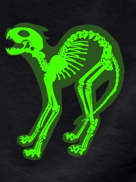 Skeleton Cat