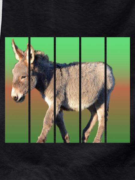 Donkey