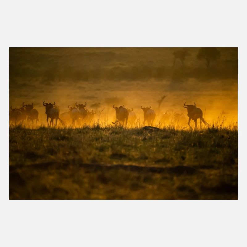 Great Migration D5N 7277