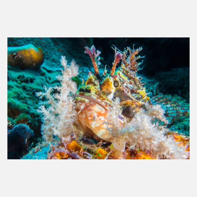 Scorpion fish