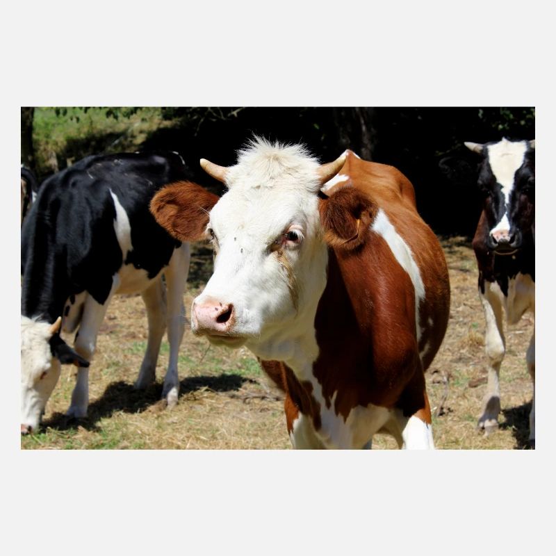 Affiche de vache
