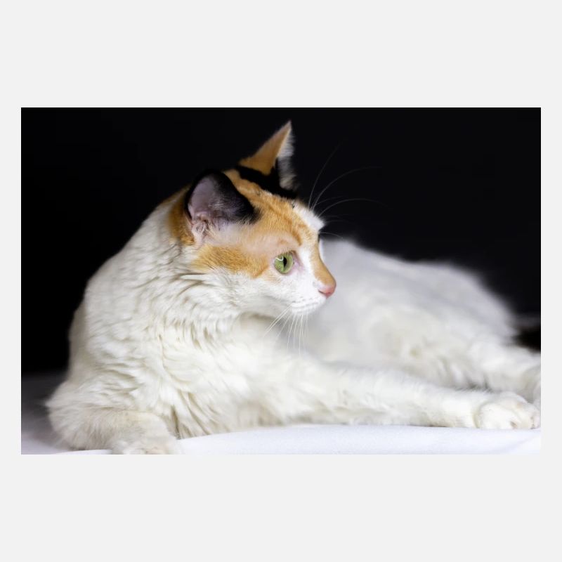 le chat