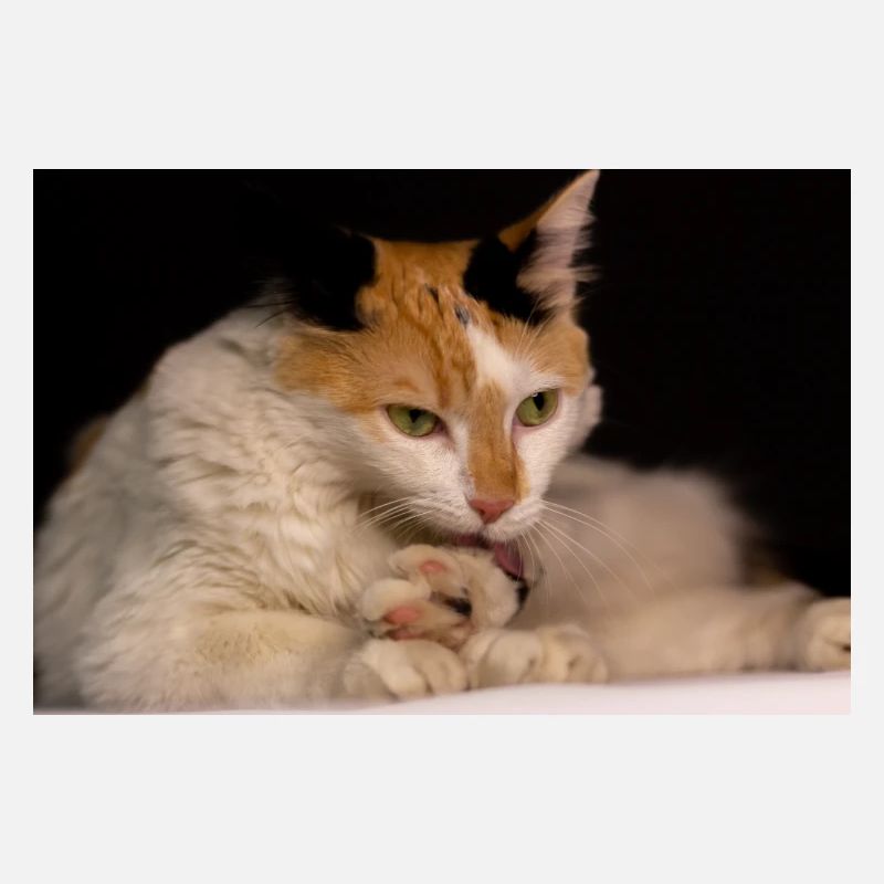 le chat