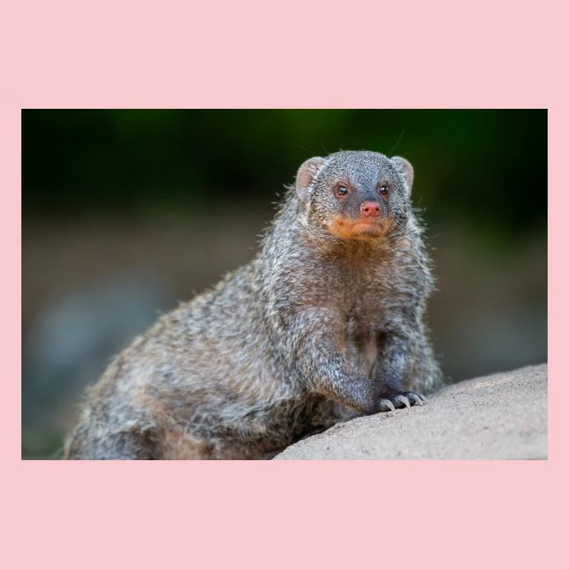 Banded Mongoose Zebra Mongoose Zebramanguste