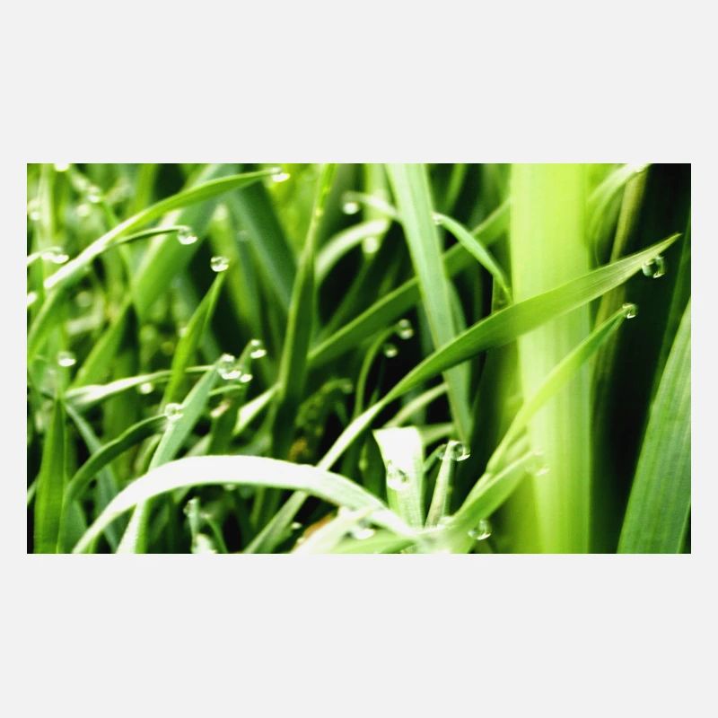 Herbe du matin