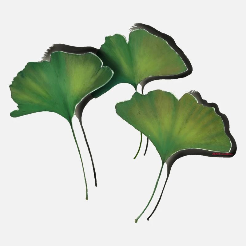 Ginko Feuilles/Ginkgo leaf