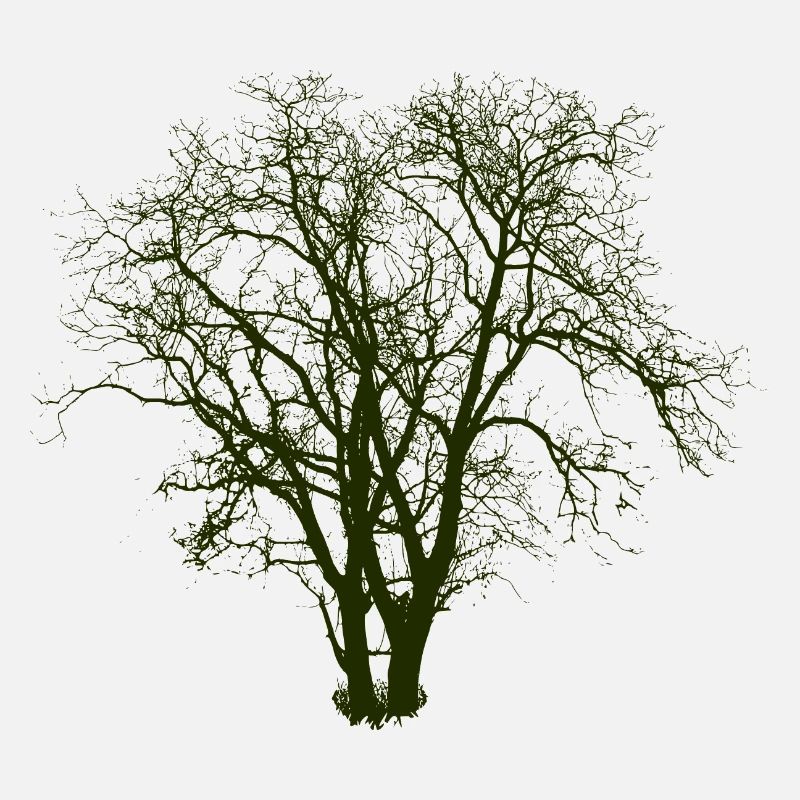 Baum