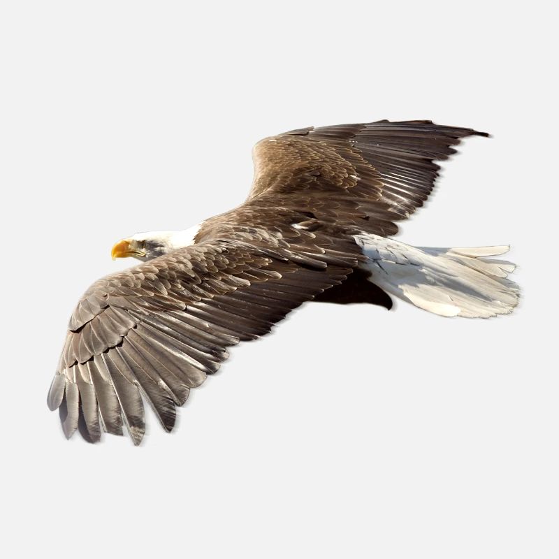 Adler