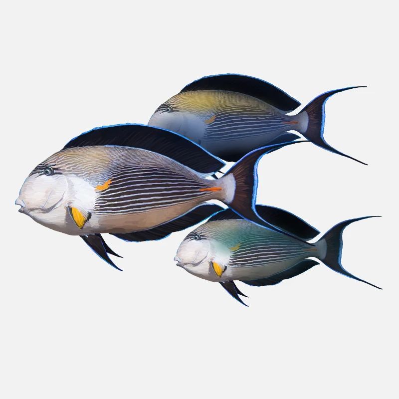 Fish