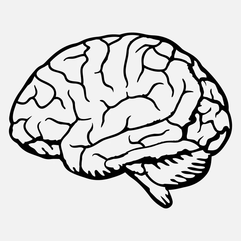 Anatomie Organe cérébral